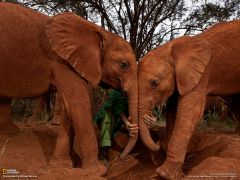 Tapeta National Geographic 269.jpg